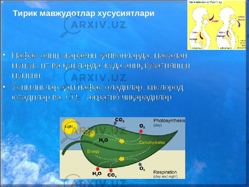 • Нафас олиш жараёни ҳайвонларда, масалан мушук, ит ва қушларда жуда аниқ кузатилиши мумкин. • Ўсимликлар ҳам нафас оладилар, кислород ютадилар ва ажратиб чиқарадилар 2COТирик мавжудотлар хусусиятлари 