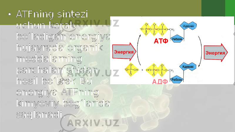 • ATFning sintezi uchun kerak bo‘ladigan energiya hujayrada organik moddalarning parchalanishidan hosil bo‘ladi. Bu energiya ATFning kimyoviy bog‘larida saqlanadi. 
