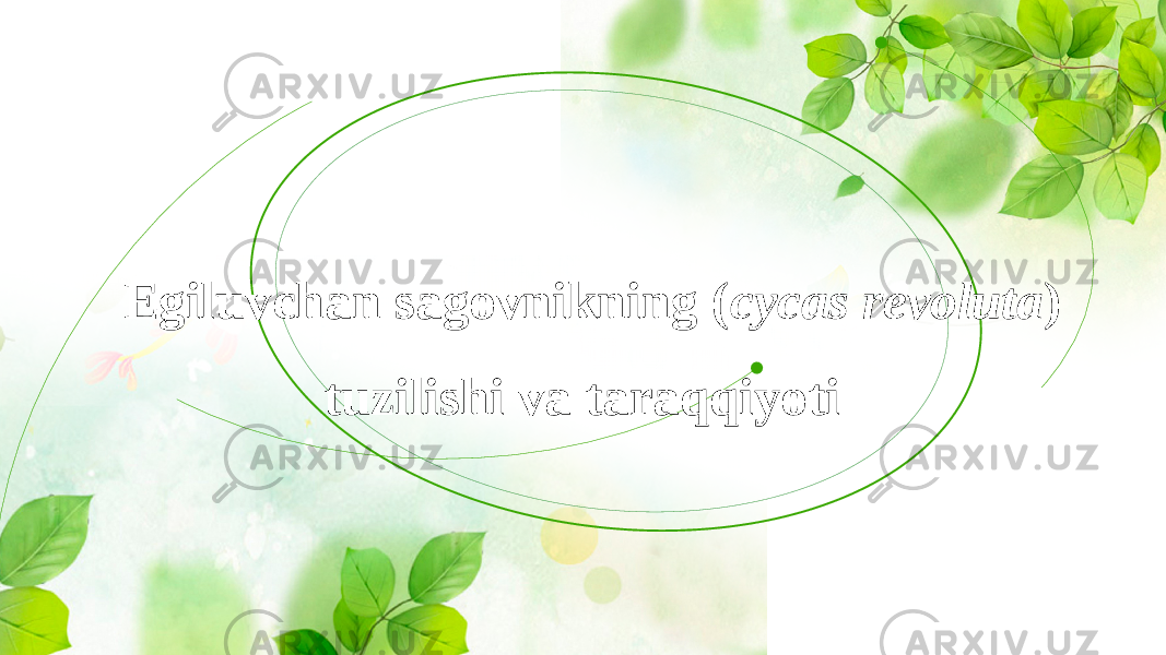 Egiluvchan sagovnikning ( cycas revoluta ) tuzilishi va taraqqiyoti 
