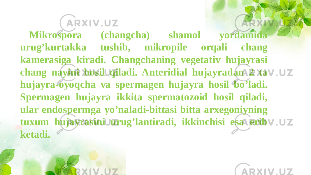 Mikrospora (changcha) shamol yordamida urug’kurtakka tushib, mikropile orqali chang kamerasiga kiradi. Changchaning vegetativ hujayrasi chang nayini hosil qiladi. Anteridial hujayradan 2 ta hujayra-oyoqcha va spermagen hujayra hosil bo’ladi. Spermagen hujayra ikkita spermatozoid hosil qiladi, ular endospermga yo’naladi-bittasi bitta arxegoniyning tuxum hujayrasini urug’lantiradi, ikkinchisi esa erib ketadi. 