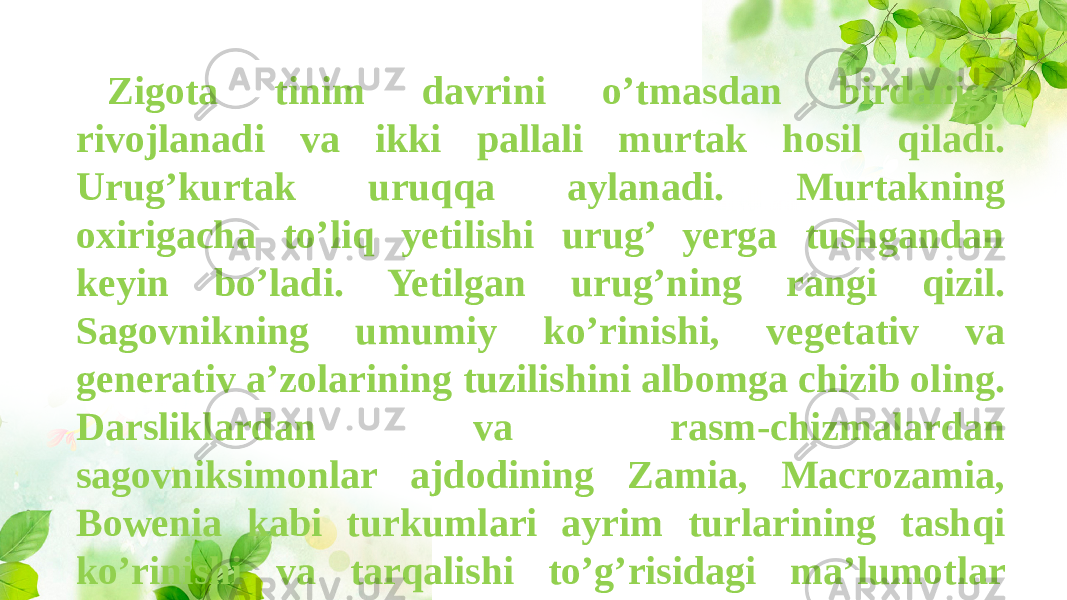 Zigota tinim davrini o’tmasdan birdaniga rivojlanadi va ikki pallali murtak hosil qiladi. Urug’kurtak uruqqa aylanadi. Murtakning oxirigacha to’liq yetilishi urug’ yerga tushgandan keyin bo’ladi. Yetilgan urug’ning rangi qizil. Sagovnikning umumiy ko’rinishi, vegetativ va generativ a’zolarining tuzilishini albomga chizib oling. Darsliklardan va rasm-chizmalardan sagovniksimonlar ajdodining Zamia, Macrozamia, Bowenia kabi turkumlari ayrim turlarining tashqi ko’rinishi va tarqalishi to’g’risidagi ma’lumotlar bilan tanishing. 