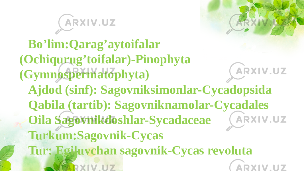 Bo’lim:Qarag’aytoifalar (Ochiqurug’toifalar)-Pinophyta (Gymnospermatophyta) Ajdod (sinf): Sagovniksimonlar-Cycadopsida Qabila (tartib): Sagovniknamolar-Cycadales Oila Sagovnikdoshlar-Sycadaceae Turkum:Sagovnik-Cycas Tur: Egiluvchan sagovnik-Cycas revoluta 