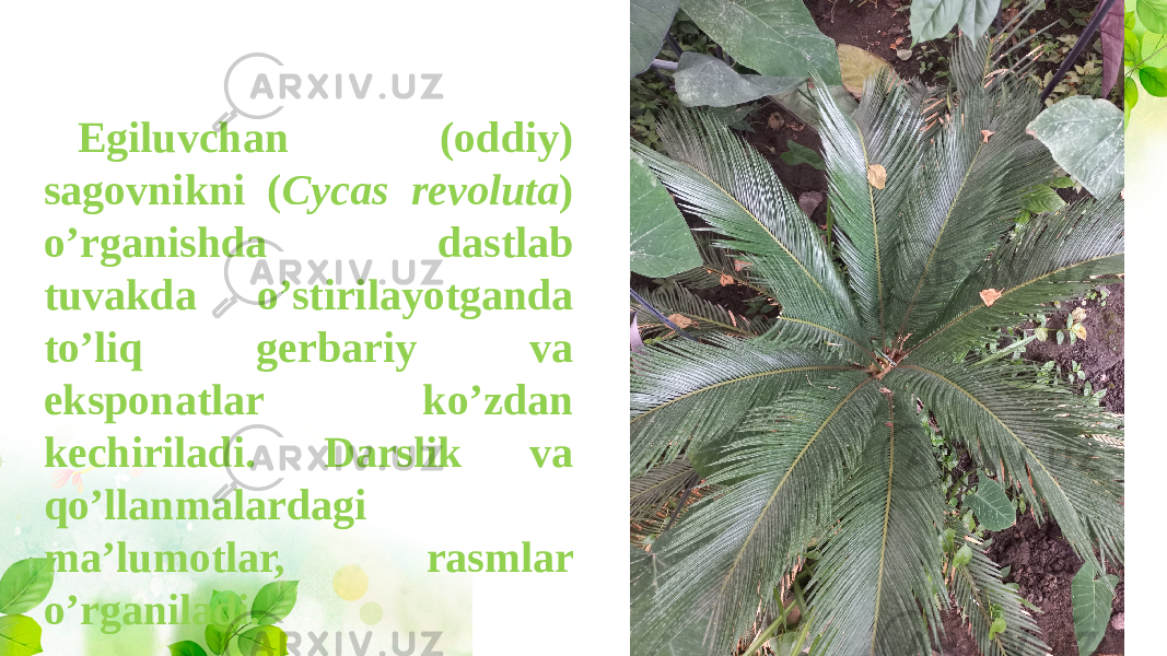 Egiluvchan (oddiy) sagovnikni ( Cycas revoluta ) o’rganishda dastlab tuvakda o’stirilayotganda to’liq gerbariy va eksponatlar ko’zdan kechiriladi. Darslik va qo’llanmalardagi ma’lumotlar, rasmlar o’rganiladi. 