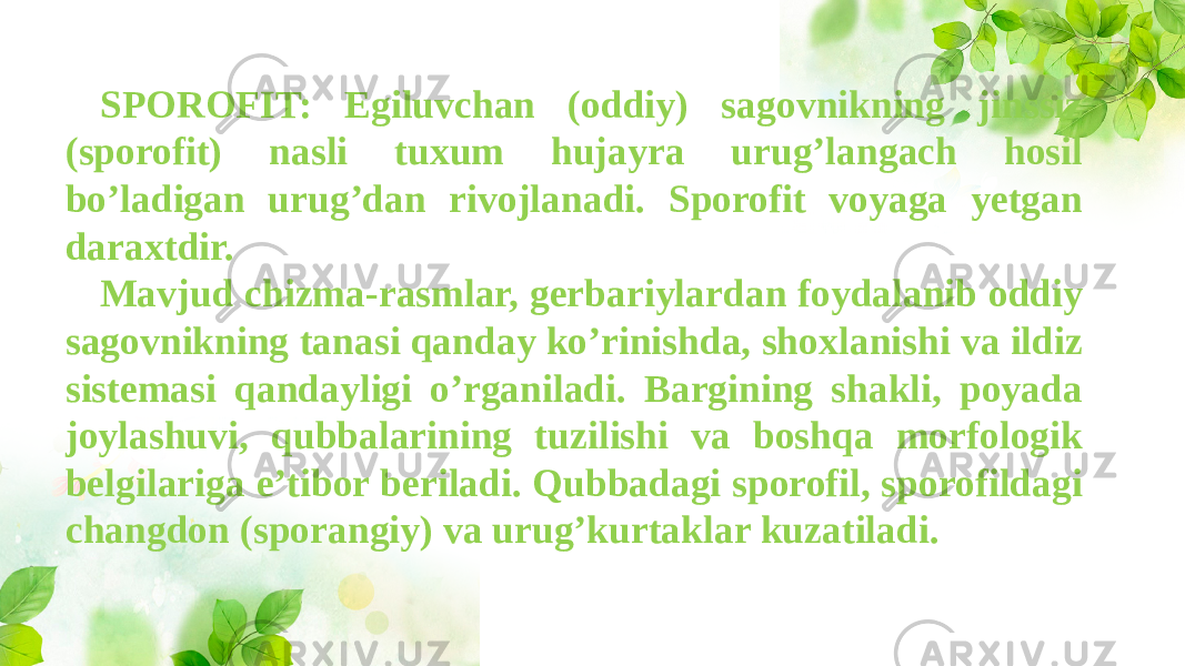 SPOROFIT: Egiluvchan (oddiy) sagovnikning jinssiz (sporofit) nasli tuxum hujayra urug’langach hosil bo’ladigan urug’dan rivojlanadi. Sporofit voyaga yetgan daraxtdir. Mavjud chizma-rasmlar, gerbariylardan foydalanib oddiy sagovnikning tanasi qanday ko’rinishda, shoxlanishi va ildiz sistemasi qandayligi o’rganiladi. Bargining shakli, poyada joylashuvi, qubbalarining tuzilishi va boshqa morfologik belgilariga e’tibor beriladi. Qubbadagi sporofil, sporofildagi changdon (sporangiy) va urug’kurtaklar kuzatiladi. 