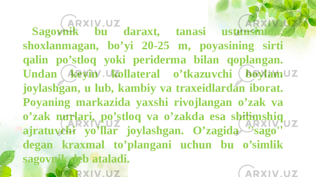 Sagovnik bu daraxt, tanasi ustunsimon, shoxlanmagan, bo’yi 20-25 m, poyasining sirti qalin po’stloq yoki periderma bilan qoplangan. Undan keyin kollateral o’tkazuvchi boylam joylashgan, u lub, kambiy va traxeidlardan iborat. Poyaning markazida yaxshi rivojlangan o’zak va o’zak nurlari, po’stloq va o’zakda esa shilimshiq ajratuvchi yo’llar joylashgan. O’zagida &#39;&#39;sago&#39;&#39; degan kraxmal to’plangani uchun bu o’simlik sagovnik deb ataladi. 