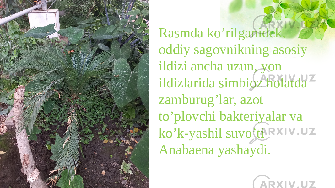 Rasmda ko’rilganidek, oddiy sagovnikning asosiy ildizi ancha uzun, yon ildizlarida simbioz holatda zamburug’lar, azot to’plovchi bakteriyalar va ko’k-yashil suvo’ti Anabaena yashaydi. 