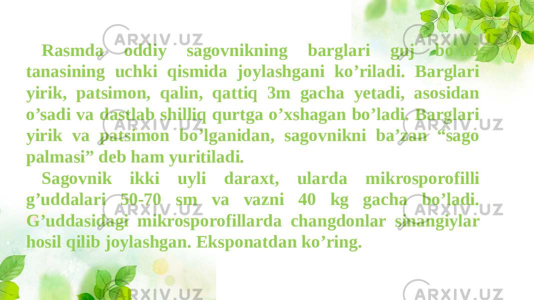 Rasmda oddiy sagovnikning barglari guj bo’lib tanasining uchki qismida joylashgani ko’riladi. Barglari yirik, patsimon, qalin, qattiq 3m gacha yetadi, asosidan o’sadi va dastlab shilliq qurtga o’xshagan bo’ladi. Barglari yirik va patsimon bo’lganidan, sagovnikni ba’zan “sago palmasi” deb ham yuritiladi. Sagovnik ikki uyli daraxt, ularda mikrosporofilli g’uddalari 50-70 sm va vazni 40 kg gacha bo’ladi. G’uddasidagi mikrosporofillarda changdonlar sinangiylar hosil qilib joylashgan. Eksponatdan ko’ring. 