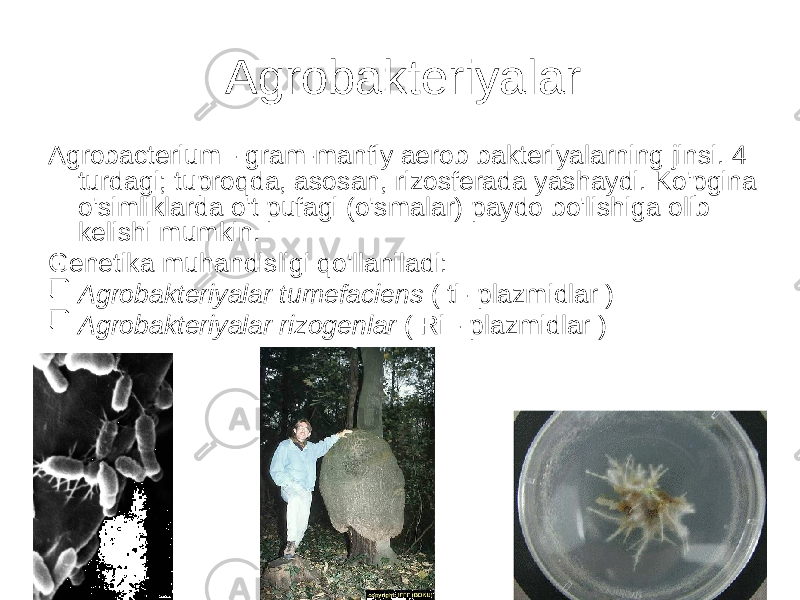 Agrobakteriyalar Agrobacterium - gram-manfiy aerob bakteriyalarning jinsi. 4 turdagi; tuproqda, asosan, rizosferada yashaydi. Ko&#39;pgina o&#39;simliklarda o&#39;t pufagi (o&#39;smalar) paydo bo&#39;lishiga olib kelishi mumkin. Genetika muhandisligi qo&#39;llaniladi:  Agrobakteriyalar tumefaciens ( ti- plazmidlar )  Agrobakteriyalar rizogenlar ( Ri - plazmidlar ) 