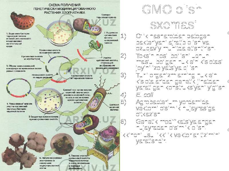 GMO olish sxemasi 1) O&#39;lik hasharotdan patogen bakteriyani ajratib olish va ozuqaviy muhitda etishtirish. 2) Toksin hosil bo&#39;lishi uchun mas&#39;ul bo&#39;lgan nuklein kislotasi joyini izolyatsiya qilish 3) Turli organizmlarning nuklein kislotalaridan genetik jihatdan yaratilgan konstruksiyani yig&#39;ish 4) E. coli 5) Agrobacterium yordamida vektorni o&#39;simlik hujayrasiga o&#39;tkazish 6) Genetik modifikatsiyalangan hujayradan o&#39;simlik olish. Ikkinchi usul ikkilik vektorlar tizimini yaratishdir. 