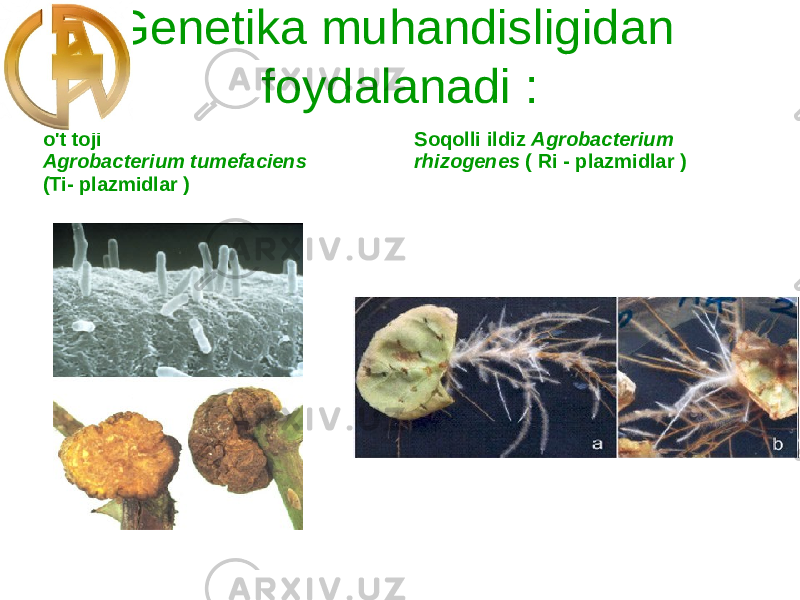 Genetika muhandisligidan foydalanadi : o&#39;t toji Agrobacterium tumefaciens (Ti- plazmidlar ) Soqolli ildiz Agrobacterium rhizogenes ( Ri - plazmidlar ) 