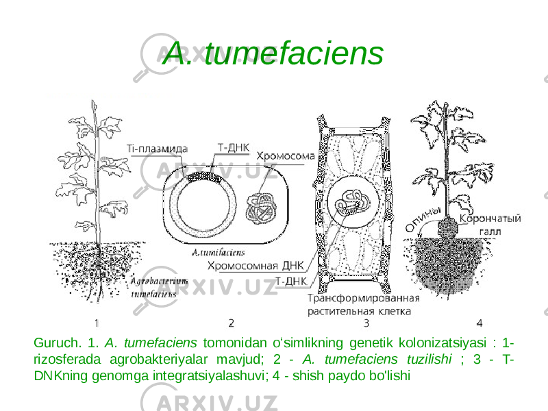 A. tumefaciens Guruch. 1. A. tumefaciens tomonidan oʻsimlikning genetik kolonizatsiyasi : 1- rizosferada agrobakteriyalar mavjud; 2 - A. tumefaciens tuzilishi ; 3 - T- DNKning genomga integratsiyalashuvi; 4 - shish paydo bo&#39;lishi 