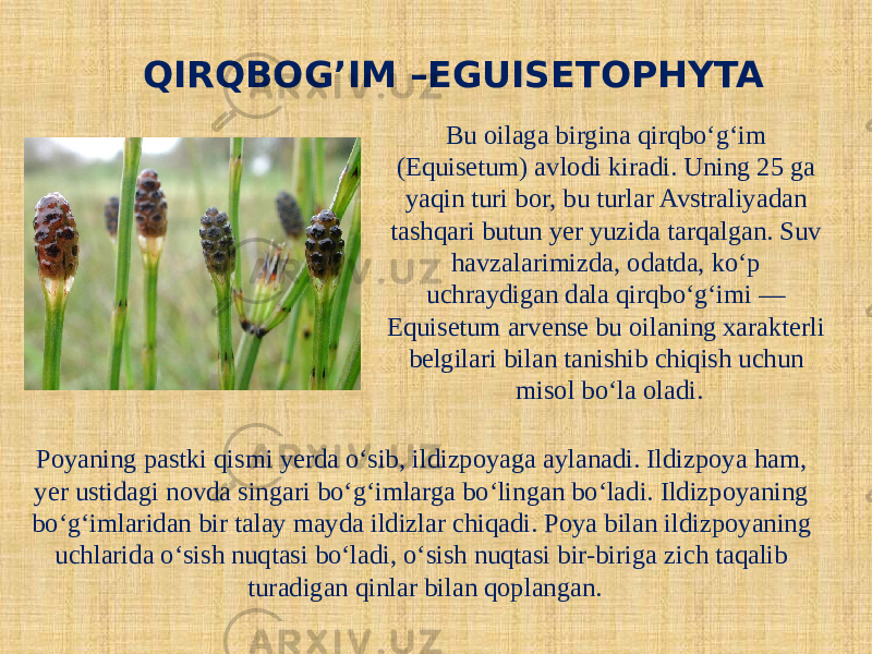 QIRQBOG’IM –EGUISETOPHYTA Bu oilaga birgina qirqbo‘g‘im (Equisetum) avlodi kiradi. Uning 25 ga yaqin turi bor, bu turlar Avstraliyadan tashqari butun yer yuzida tarqalgan. Suv havzalarimizda, odatda, ko‘p uchraydigan dala qirqbo‘g‘imi — Equisetum arvense bu oilaning xarakterli belgilari bilan tanishib chiqish uchun misol bo‘la oladi. Poyaning pastki qismi yerda o‘sib, ildizpoyaga aylanadi. Ildizpoya ham, yer ustidagi novda singari bo‘g‘imlarga bo‘lingan bo‘ladi. Ildizpoyaning bo‘g‘imlaridan bir talay mayda ildizlar chiqadi. Poya bilan ildizpoyaning uchlarida o‘sish nuqtasi bo‘ladi, o‘sish nuqtasi bir-biriga zich taqalib turadigan qinlar bilan qoplangan. 