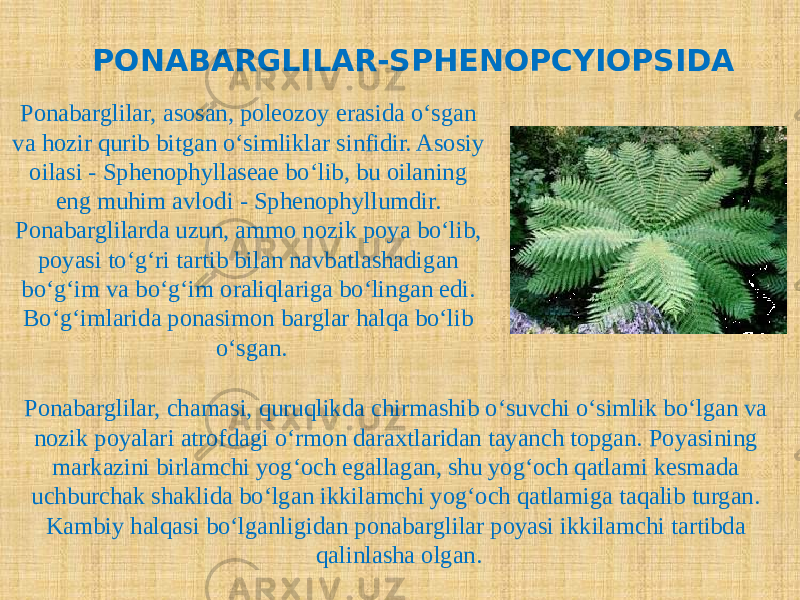 PONABARGLILAR-SPHENOPCYIOPSIDA Ponabarglilar, asosan, poleozoy erasida o‘sgan va hozir qurib bitgan o‘simliklar sinfidir. Asosiy oilasi - Sphenophyllaseae bo‘lib, bu oilaning eng muhim avlodi - Sphenophyllumdir. Ponabarglilarda uzun, ammo nozik poya bo‘lib, poyasi to‘g‘ri tartib bilan navbatlashadigan bo‘g‘im va bo‘g‘im oraliqlariga bo‘lingan edi. Bo‘g‘imlarida ponasimon barglar halqa bo‘lib o‘sgan. Ponabarglilar, chamasi, quruqlikda chirmashib o‘suvchi o‘simlik bo‘lgan va nozik poyalari atrofdagi o‘rmon daraxtlaridan tayanch topgan. Poyasining markazini birlamchi yog‘och egallagan, shu yog‘och qatlami kesmada uchburchak shaklida bo‘lgan ikkilamchi yog‘och qatlamiga taqalib turgan. Kambiy halqasi bo‘lganligidan ponabarglilar poyasi ikkilamchi tartibda qalinlasha olgan. 