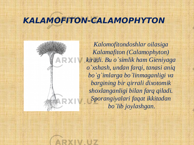 KALAMOFITON-CALAMOPHYTON Kalomofitondoshlar oilasiga Kalamafiton (Calamophyton) kiradi. Bu o`simlik ham Gieniyaga o`xshash, undan farqi, tanasi aniq bo`g`imlarga bo`linmaganligi va bargining bir qirrali dixotomik shoxlanganligi bilan farq qiladi. Sporangiyalari faqat ikkitadan bo`lib joylashgan. 