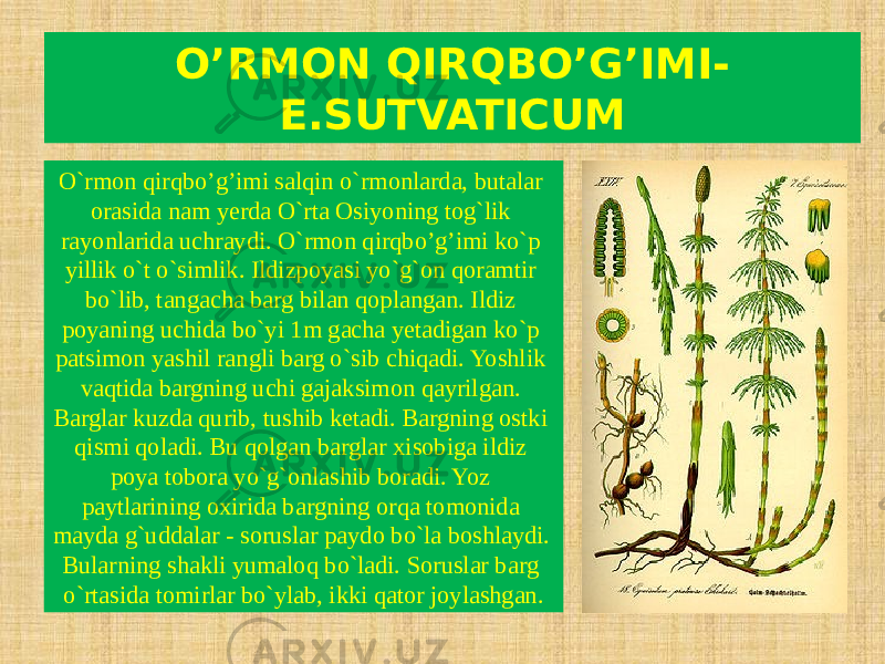 O’RMON QIRQBO’G’IMI- E.SUTVATICUM O`rmon qirqbo’g’imi salqin o`rmonlarda, butalar orasida nam yerda O`rta Osiyoning tog`lik rayonlarida uchraydi. O`rmon qirqbo’g’imi ko`p yillik o`t o`simlik. Ildizpoyasi yo`g`on qoramtir bo`lib, tangacha barg bilan qoplangan. Ildiz poyaning uchida bo`yi 1m gacha yetadigan ko`p patsimon yashil rangli barg o`sib chiqadi. Yoshlik vaqtida bargning uchi gajaksimon qayrilgan. Barglar kuzda qurib, tushib ketadi. Bargning ostki qismi qoladi. Bu qolgan barglar xisobiga ildiz poya tobora yo`g`onlashib boradi. Yoz paytlarining oxirida bargning orqa tomonida mayda g`uddalar - soruslar paydo bo`la boshlaydi. Bularning shakli yumaloq bo`ladi. Soruslar barg o`rtasida tomirlar bo`ylab, ikki qator joylashgan. 
