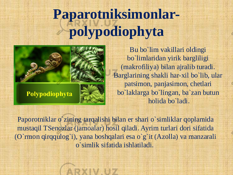 Paparotniksimonlar- polypodiophyta Bu bo`lim vakillari oldingi bo`limlaridan yirik bargliligi (makrofiliya) bilan ajralib turadi. Barglarining shakli har-xil bo`lib, ular patsimon, panjasimon, chetlari bo`laklarga bo`lingan, ba`zan butun holida bo`ladi. Paporotniklar o`zining tarqalishi bilan er shari o`simliklar qoplamida mustaqil TSenozlar (jamoalar) hosil qiladi. Ayrim turlari dori sifatida (O`rmon qirqqulog`i), yana boshqalari esa o`g`it (Azolla) va manzarali o`simlik sifatida ishlatiladi.   