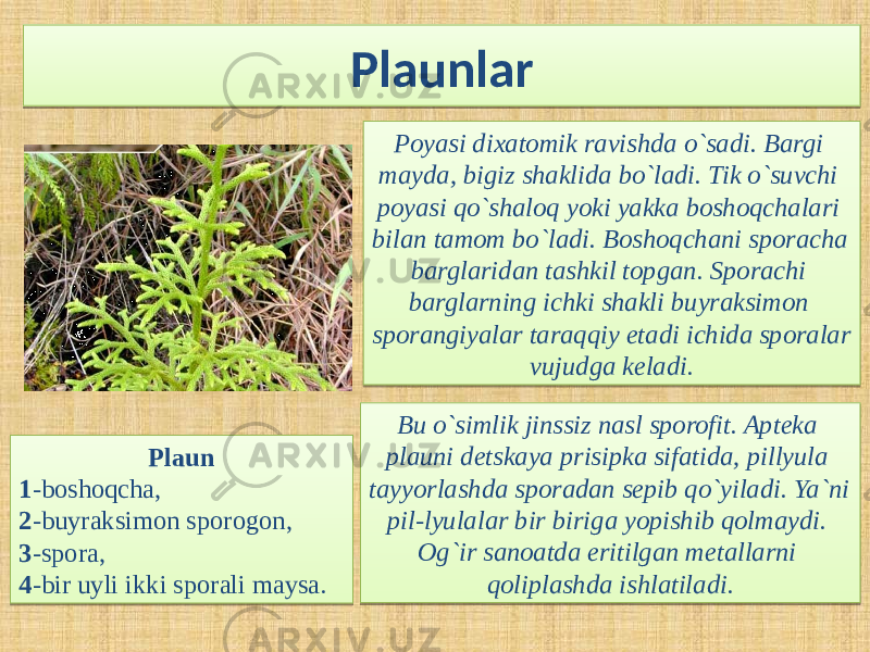 Plaunlar Poyasi dixatomik ravishda o`sadi. Bargi mayda, bigiz shaklida bo`ladi. Tik o`suvchi poyasi qo`shaloq yoki yakka boshoqchalari bilan tamom bo`ladi. Boshoqchani sporacha barglaridan tashkil topgan. Sporachi barglarning ichki shakli buyraksimon sporangiyalar taraqqiy etadi ichida sporalar vujudga keladi. Plaun 1 -boshoqcha, 2 -buyraksimon sporogon, 3 -spora, 4 -bir uyli ikki sporali maysa. Bu o`simlik jinssiz nasl sporofit. Apteka plauni detskaya prisipka sifatida, pillyula tayyorlashda sporadan sepib qo`yiladi. Ya`ni pil-lyulalar bir biriga yopishib qolmaydi. Og`ir sanoatda eritilgan metallarni qoliplashda ishlatiladi.01020304 23 050213 1204 1F0703 1F02 1F02 0B 20 01 12 28 13 28 14 28 15 28 17 12 080213 1207 2A 1E 