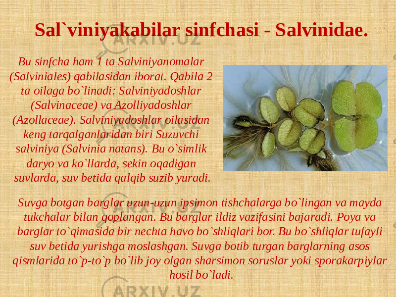 Sal`viniyakabilar sinfchasi - Salvinidae. Bu sinfcha ham 1 ta Salviniyanomalar (Salviniales) qabilasidan iborat. Qabila 2 ta oilaga bo`linadi: Salviniyadoshlar (Salvinaceae) va Azolliyadoshlar (Azollaceae). Salviniyadoshlar oilasidan keng tarqalganlaridan biri Suzuvchi salviniya (Salvinia natans). Bu o`simlik daryo va ko`llarda, sekin oqadigan suvlarda, suv betida qalqib suzib yuradi. Suvga botgan barglar uzun-uzun ipsimon tishchalarga bo`lingan va mayda tukchalar bilan qoplangan. Bu barglar ildiz vazifasini bajaradi. Poya va barglar to`qimasida bir nechta havo bo`shliqlari bor. Bu bo`shliqlar tufayli suv betida yurishga moslashgan. Suvga botib turgan barglarning asos qismlarida to`p-to`p bo`lib joy olgan sharsimon soruslar yoki sporakarpiylar hosil bo`ladi. 