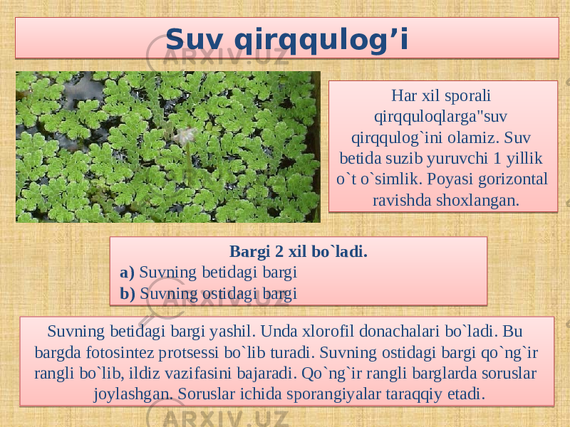 Suv qirqqulog’i Har xil sporali qirqquloqlarga&#34;suv qirqqulog`ini olamiz. Suv betida suzib yuruvchi 1 yillik o`t o`simlik. Poyasi gorizontal ravishda shoxlangan. Bargi 2 xil bo`ladi. a) Suvning betidagi bargi b) Suvning ostidagi bargi Suvning betidagi bargi yashil. Unda xlorofil donachalari bo`ladi. Bu bargda fotosintez protsessi bo`lib turadi. Suvning ostidagi bargi qo`ng`ir rangli bo`lib, ildiz vazifasini bajaradi. Qo`ng`ir rangli barglarda soruslar joylashgan. Soruslar ichida sporangiyalar taraqqiy etadi.0D 03 3307 0C05 0C050A 0912 04 0A 1F 03 0222 0321 03 19 03 03 21 0907 0A 3004 
