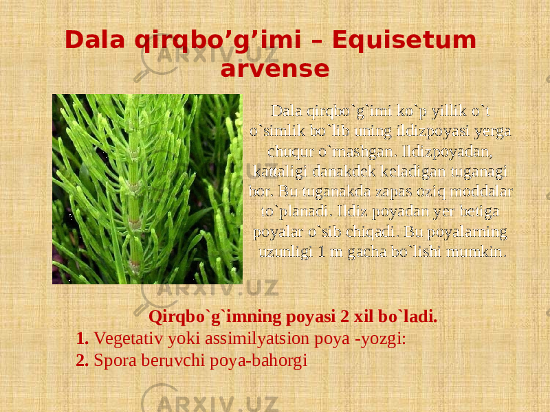 Dala qirqbo’g’imi – Equisetum arvense Dala qirqbo`g`imi ko`p yillik o`t o`simlik bo`lib uning ildizpoyasi yerga chuqur o`rnashgan. Ildizpoyadan, kattaligi danakdek keladigan tuganagi bor. Bu tuganakda zapas oziq moddalar to`planadi. Ildiz poyadan yer betiga poyalar o`sib chiqadi. Bu poyalarning uzunligi 1 m gacha bo`lishi mumkin. Qirqbo`g`imning poyasi 2 xil bo`ladi. 1. Vegetativ yoki assimilyatsion poya -yozgi: 2. Spora beruvchi poya-bahorgi 
