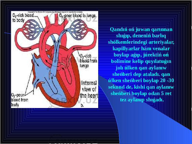 Qandıń oń juwan qarınnan shıǵıp, deneniń barlıq shólkemlerindegi arteriyalar, kapillyarlar hám venalar boylap aǵıp, júrektiń oń bolimine kelip quyılatuǵın jolı úlken qan aylanıw sheńberi dep ataladı. qan úlken sheńberi boylap 20 -30 sekund de, kishi qan aylanıw sheńberi boylap odan 5 ret tez aylanıp shıǵadı. 