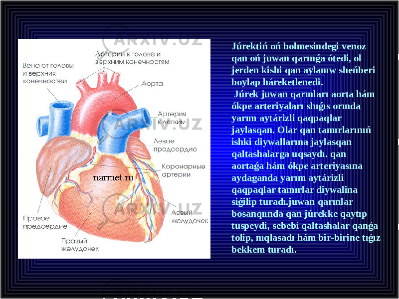 Júrektiń oń bolmesindegi venoz qan oń juwan qarınǵa ótedi, ol jerden kishi qan aylanıw sheńberi boylap háreketlenedi. Júrek juwan qarınları aorta hám ókpe arteriyaları shıǵıs orında yarım aytárizli qaqpaqlar jaylasqan. Olar qan tamırlarınıń ishki diywallarına jaylasqan qaltashalarga uqsaydı. qan aortaǵa hám ókpe arteriyasına aydaganda yarım aytárizli qaqpaqlar tamırlar diywalina siǵilip turadı.juwan qarınlar bosanqıında qan júrekke qaytıp tuspeydi, sebebi qaltashalar qanǵa tolip, nıqlasadı hám bir-birine tıǵız bekkem turadı. 