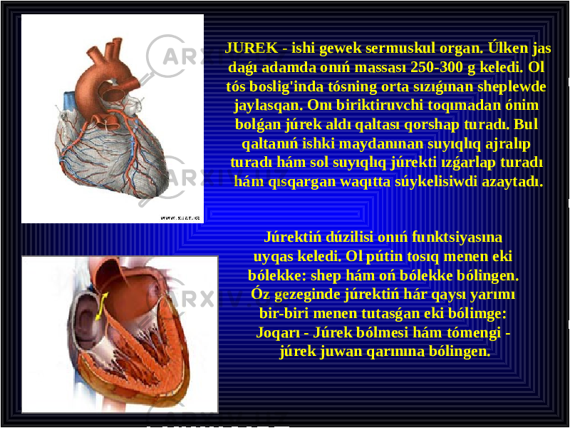 JUREK - ishi gewek sermuskul organ. Úlken jas daǵı adamda onıń massası 250-300 g keledi. Ol tós boslig&#39;inda tósning orta sızıǵınan sheplewde jaylasqan. Onı biriktiruvchi toqımadan ónim bolǵan júrek aldı qaltası qorshap turadı. Bul qaltanıń ishki maydanınan suyıqlıq ajralıp turadı hám sol suyıqlıq júrekti ızǵarlap turadı hám qısqargan waqıtta súykelisiwdi azaytadı. Júrektiń dúzilisi onıń funktsiyasına uyqas keledi. Ol pútin tosıq menen eki bólekke: shep hám oń bólekke bólingen. Óz gezeginde júrektiń hár qaysı yarımı bir-biri menen tutasǵan eki bólimge: Joqarı - Júrek bólmesi hám tómengi - júrek juwan qarınına bólingen. 