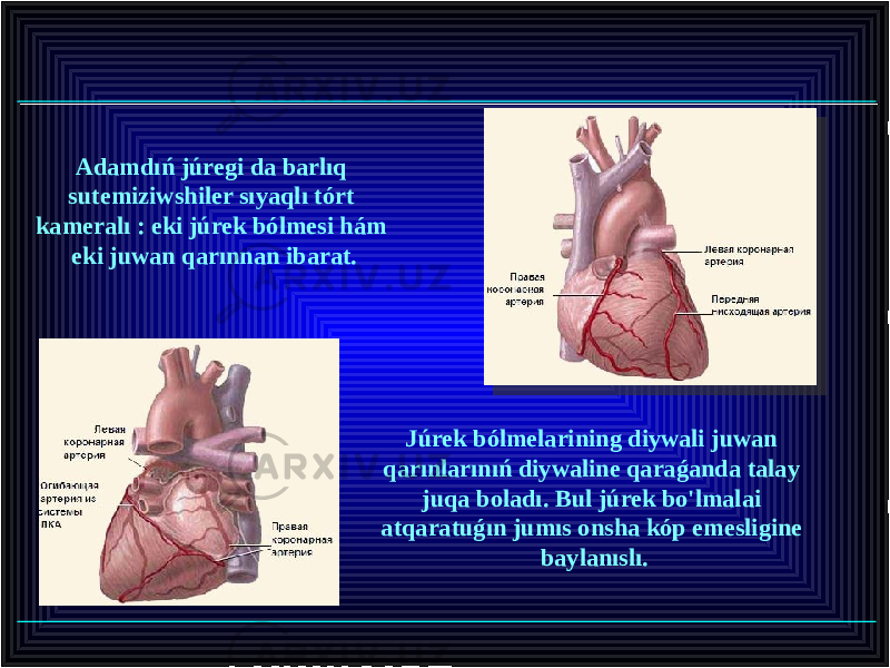 Adamdıń júregi da barlıq sutemiziwshiler sıyaqlı tórt kameralı : eki júrek bólmesi hám eki juwan qarınnan ibarat. Júrek bólmelarining diywali juwan qarınlarınıń diywaline qaraǵanda talay juqa boladı. Bul júrek bo&#39;lmalai atqaratuǵın jumıs onsha kóp emesligine baylanıslı. 