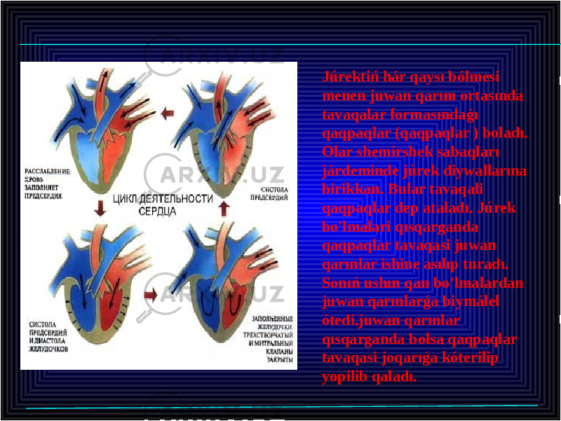 Júrektiń hár qaysı bólmesi menen juwan qarını ortasında tavaqalar formasındaǵı qaqpaqlar (qaqpaqlar ) boladı. Olar shemirshek sabaqları járdeminde júrek diywallarına birikkan. Bular tavaqali qaqpaqlar dep ataladı. Júrek bo&#39;lmalari qısqarganda qaqpaqlar tavaqasi juwan qarınlar ishine asılıp turadı. Sonıń ushın qan bo&#39;lmalardan juwan qarınlarǵa biymálel ótedi.juwan qarınlar qısqarganda bolsa qaqpaqlar tavaqasi joqarıǵa kóterilip yopilib qaladı. 