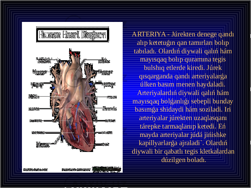 ARTERIYA - Júrekten denege qandı alıp ketetuǵın qan tamırları bolıp tabıladı. Olardıń diywali qalıń hám mayısqaq bolıp quramına tegis bulshıq etlerde kiredi. Júrek qısqarganda qandı arteriyalarǵa úlken basım menen haydaladi. Arteriyalardıń diywali qalıń hám mayısqaq bolǵanlıǵı sebepli bunday basımǵa shidaydi hám soziladi. Iri arteriyalar júrekten uzaqlasqanı tárepke tarmaqlanıp ketedi. Eń mayda arteriyalar júdá jińishke kapillyarlarǵa ajraladi`. Olardıń diywali bir qabatlı tegis kletkalardan dúzilgen boladı.20 