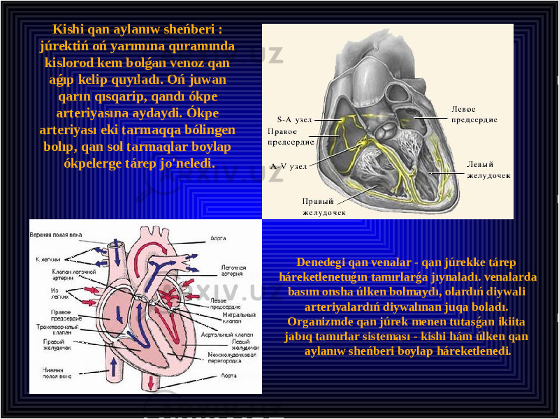 Denedegi qan venalar - qan júrekke tárep háreketlenetuǵın tamırlarǵa jıynaladı. venalarda basım onsha úlken bolmaydı, olardıń diywali arteriyalardıń diywalınan juqa boladı. Organizmde qan júrek menen tutasǵan ikiita jabıq tamırlar sisteması - kishi hám úlken qan aylanıw sheńberi boylap háreketlenedi.Kishi qan aylanıw sheńberi : júrektiń oń yarımına quramında kislorod kem bolǵan venoz qan aǵıp kelip quyıladı. Oń juwan qarın qısqarip, qandı ókpe arteriyasına aydaydi. Ókpe arteriyası eki tarmaqqa bólingen bolıp, qan sol tarmaqlar boylap ókpelerge tárep jo&#39;neledi. 