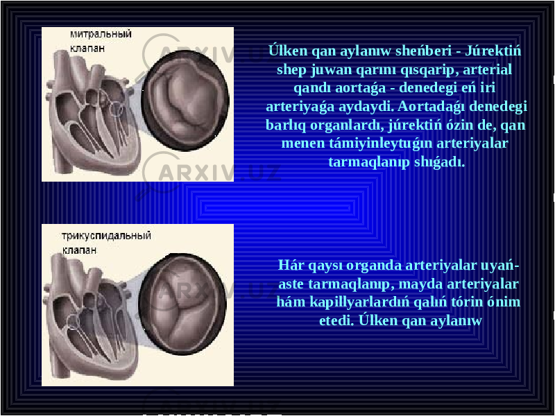 Úlken qan aylanıw sheńberi - Júrektiń shep juwan qarını qısqarip, arterial qandı aortaǵa - denedegi eń iri arteriyaǵa aydaydi. Aortadaǵı denedegi barlıq organlardı, júrektiń ózin de, qan menen támiyinleytuǵın arteriyalar tarmaqlanıp shıǵadı. Hár qaysı organda arteriyalar uyań- aste tarmaqlanıp, mayda arteriyalar hám kapillyarlardıń qalıń tórin ónim etedi. Úlken qan aylanıw 