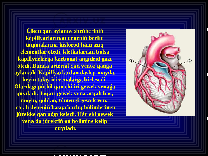 Úlken qan aylanıw sheńberiniń kapillyarlarınan deneniń barlıq toqımalarına kislorod hám azıq elementlar ótedi, kletkalardan bolsa kapillyarlarǵa karbonat angidrid gazı ótedi. Bunda arterial qan venoz qanǵa aylanadı. Kapillyarlardan daslep mayda, keyin talay iri venalarǵa birlesedi. Olardaǵı pútkil qan eki iri gewek venaǵa quyıladı. Joqarı gewek vena arqalı bas, moyin, qoldan, tómengi gewek vena arqalı deneniń basqa barlıq bólimlerinen júrekke qan aǵıp keledi. Hár eki gewek vena da júrektiń oń bolimine kelip quyıladı. 