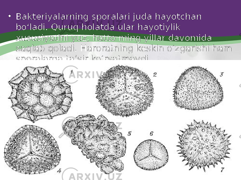 • Bakteriyalarning sporalari juda hayotchan bo‘ladi. Quruq holatda ular hayotiylik xususiyatini yuz, hatto ming yillar davomida saqlab qoladi. Haroratning keskin o‘zgarishi ham sporalarga ta’sir ko‘rsatmaydi. 