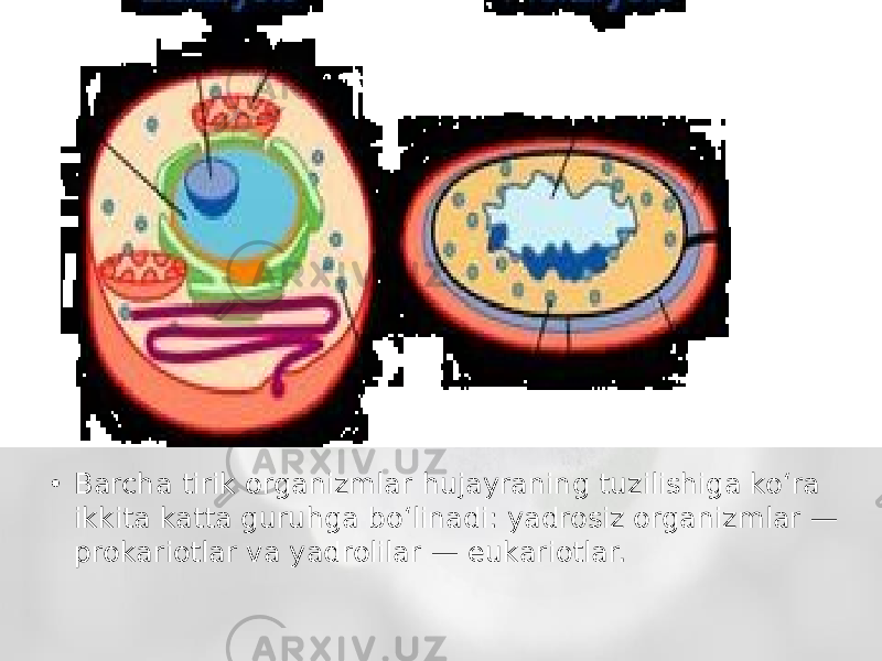 • Barcha tirik organizmlar hujayraning tuzilishiga ko‘ra ikkita katta guruhga bo‘linadi: yadrosiz organizmlar — prokariotlar va yadrolilar — eukariotlar. 