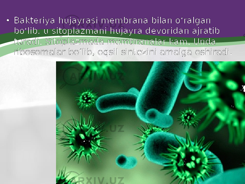 • Bakteriya hujayrasi membrana bilan o‘ralgan bo‘lib, u sitoplazmani hujayra devoridan ajratib turadi. Sitoplazmada membranalar kam. Unda ribosomalar bo‘lib, oqsil sintezini amalga oshiradi. 