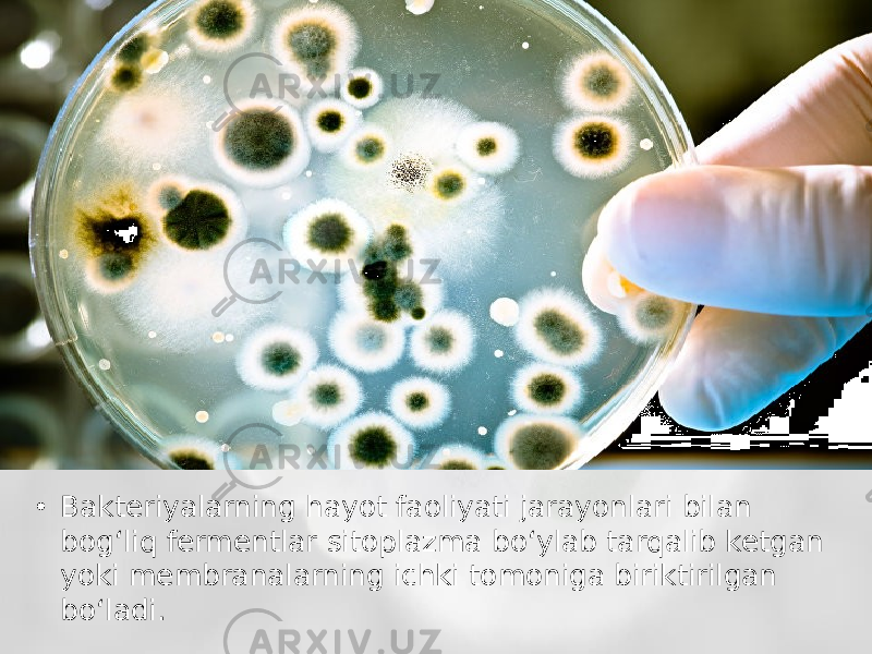 • Bakteriyalarning hayot faoliyati jarayonlari bilan bog‘liq fermentlar sitoplazma bo‘ylab tarqalib ketgan yoki membranalarning ichki tomoniga biriktirilgan bo‘ladi. 