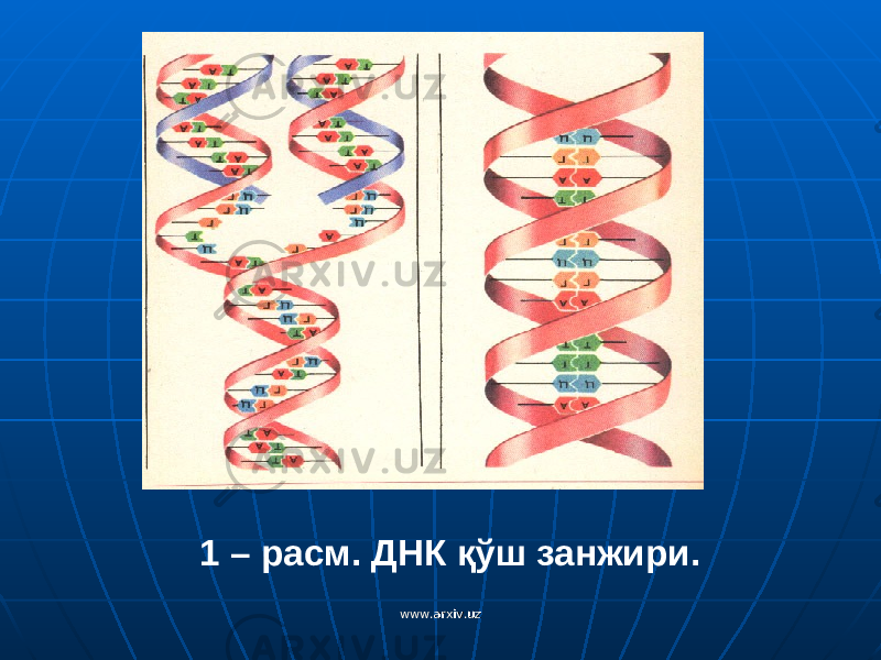 1 – расм. ДНК қўш занжири. www.arxiv.uzwww.arxiv.uz 
