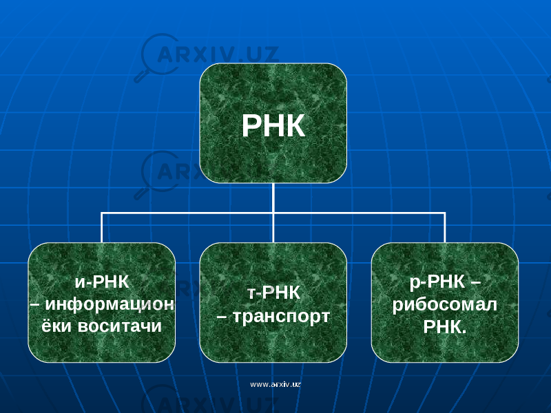 РНК и-РНК – информацион ёки воситачи т-РНК – транспорт р-РНК – рибосомал РНК. www.arxiv.uzwww.arxiv.uz 