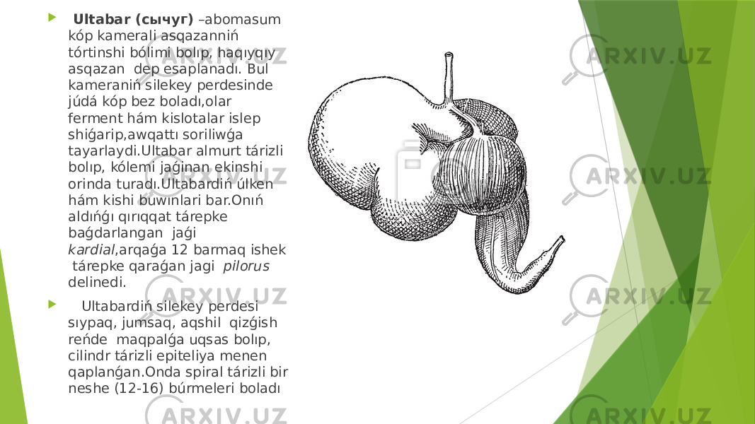  Ultabar (сычуг) –abomasum kóp kamerali asqazanniń tórtinshi bólimi bolıp, haqıyqıy asqazan dep esaplanadı. Bul kameraniń silekey perdesinde júdá kóp bez boladı,olar ferment hám kislotalar islep shiǵarip,awqattı soriliwǵa tayarlaydi.Ultabar almurt tárizli bolıp, kólemi jaǵinan ekinshi orinda turadı.Ultabardiń úlken hám kishi buwınlari bar.Onıń aldıńǵı qırıqqat tárepke baǵdarlangan jaǵi kardial ,arqaǵa 12 barmaq ishek tárepke qaraǵan jagi pilorus delinedi.  Ultabardiń silekey perdesi sıypaq, jumsaq, aqshil qizǵish reńde maqpalǵa uqsas bolıp, cilindr tárizli epiteliya menen qaplanǵan.Onda spiral tárizli bir neshe (12-16) búrmeleri boladı 