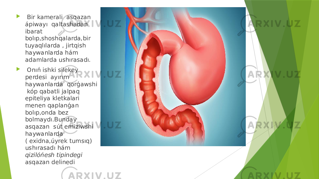  Bir kamerali asqazan ápiwayı qaltashadan ibarat bolıp,shoshqalarda,bir tuyaqlılarda , jirtqish haywanlarda hám adamlarda ushırasadı.  Onıń ishki silekey perdesi ayırım haywanlarda qorǵawshi kóp qabatli jalpaq epiteliya kletkalari menen qaplanǵan bolıp,onda bez bolmaydı.Bunday asqazan sút emiziwshi haywanlarda ( exidna,úyrek tumsıq) ushırasadı hám qizilóńesh tipindegi asqazan delinedi 