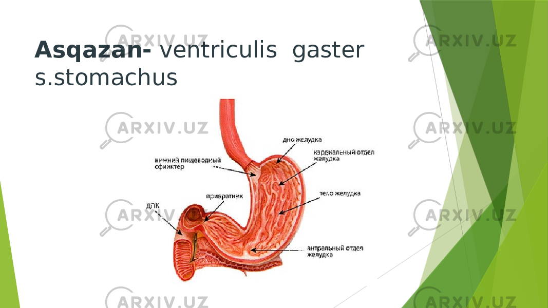 Asqazan- ventriculis gaster s.stomachus 