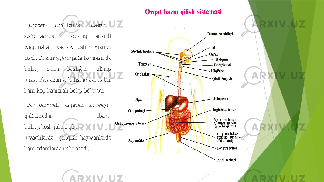 Asqazan- ventriculis gaster s.stomachus azıqlıq zatlardi waqtınsha saqlaw ushın xızmet etedi.Ol keńeygen qalta formasında bolıp, qarın boslıǵın toltirip turadı.Asqazan dúzilisine qarap bir hám kóp kamerali bolıp bólinedi. Bir kamerali asqazan ápiwayı qaltashadan ibarat bolıp,shoshqalarda,bir tuyaqlılarda , jirtqish haywanlarda hám adamlarda ushırasadı. 