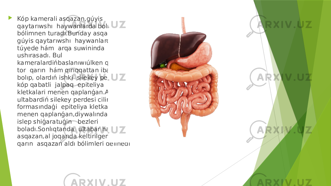  Kóp kamerali asqazan,gúyis qaytarıwshı haywanlarda bolıp,tórt bólimnen turadı.Bunday asqazan gúyis qaytarıwshı haywanlarda, túyede hám arqa suwininda ushırasadı. Bul kameralardińbaslanıwıúlken qarın, tor qarın hám qırıqqattan ibarat bolıp, olardıń ishki silekey perdesi kóp qabatli jalpaq epiteliya kletkalari menen qaplanǵan.Al ultabardiń silekey perdesi cilindr formasındaǵi epiteliya kletkalari menen qaplanǵan,diywalında shire islep shiǵaratuǵin bezleri boladı.Sonlıqtanda ultabar haqıyqıy asqazan,al joqarıda keltirilgen úsh qarın asqazan aldı bólimleri delinedi 