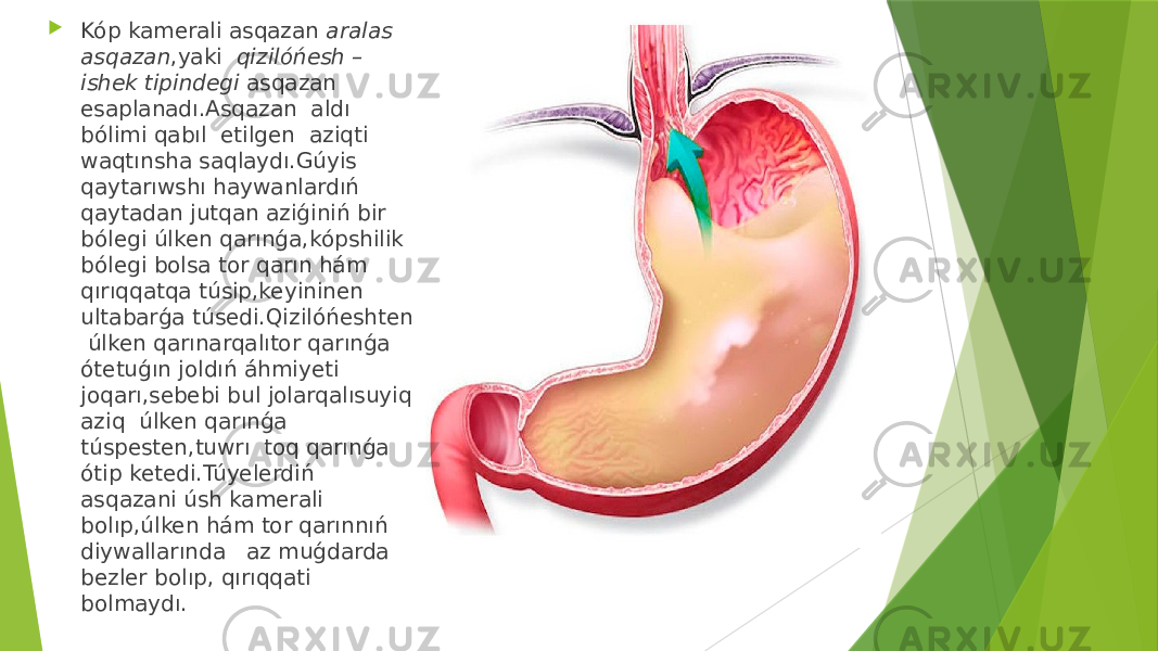  Kóp kamerali asqazan aralas asqazan ,yaki qizilóńesh – ishek tipindegi asqazan esaplanadı.Asqazan aldı bólimi qabıl etilgen aziqti waqtınsha saqlaydı.Gúyis qaytarıwshı haywanlardıń qaytadan jutqan aziǵiniń bir bólegi úlken qarınǵa,kópshilik bólegi bolsa tor qarın hám qırıqqatqa túsip,keyininen ultabarǵa túsedi.Qizilóńeshten úlken qarınarqalıtor qarınǵa ótetuǵın joldıń áhmiyeti joqarı,sebebi bul jolarqalısuyiq aziq úlken qarınǵa túspesten,tuwrı toq qarınǵa ótip ketedi.Túyelerdiń asqazani úsh kamerali bolıp,úlken hám tor qarınnıń diywallarında az muǵdarda bezler bolıp, qırıqqati bolmaydı. 