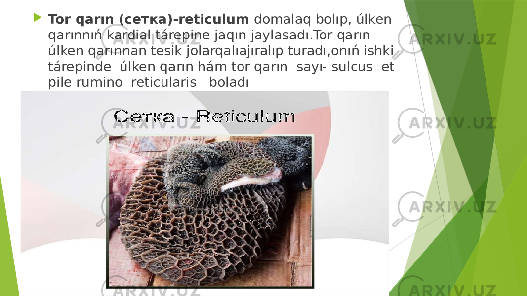  Tor qarın (сетка)-reticulum domalaq bolıp, úlken qarınnıń kardial tárepine jaqın jaylasadı.Tor qarın úlken qarınnan tesik jolarqalıajıralıp turadı,onıń ishki tárepinde úlken qarın hám tor qarın sayı- sulcus et pile rumino reticularis boladı 