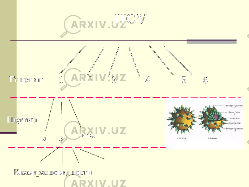 HCV 1 2 3 4 5 6Генотип Подтип a b и т.д Квазиразновидности 