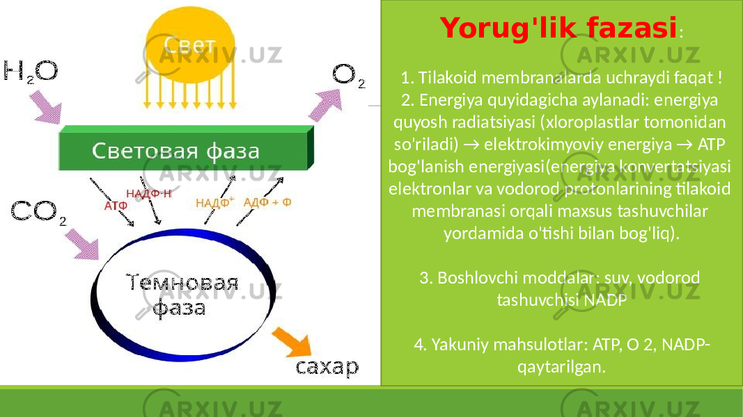 Yorug&#39;lik fazasi : 1. Tilakoid membranalarda uchraydi faqat ! 2. Energiya quyidagicha aylanadi: energiya quyosh radiatsiyasi (xloroplastlar tomonidan so&#39;riladi) → elektrokimyoviy energiya → ATP bog&#39;lanish energiyasi(energiya konvertatsiyasi elektronlar va vodorod protonlarining tilakoid membranasi orqali maxsus tashuvchilar yordamida o&#39;tishi bilan bog&#39;liq). 3. Boshlovchi moddalar: suv, vodorod tashuvchisi NADP 4. Yakuniy mahsulotlar: ATP, O 2, NADP- qaytarilgan. 