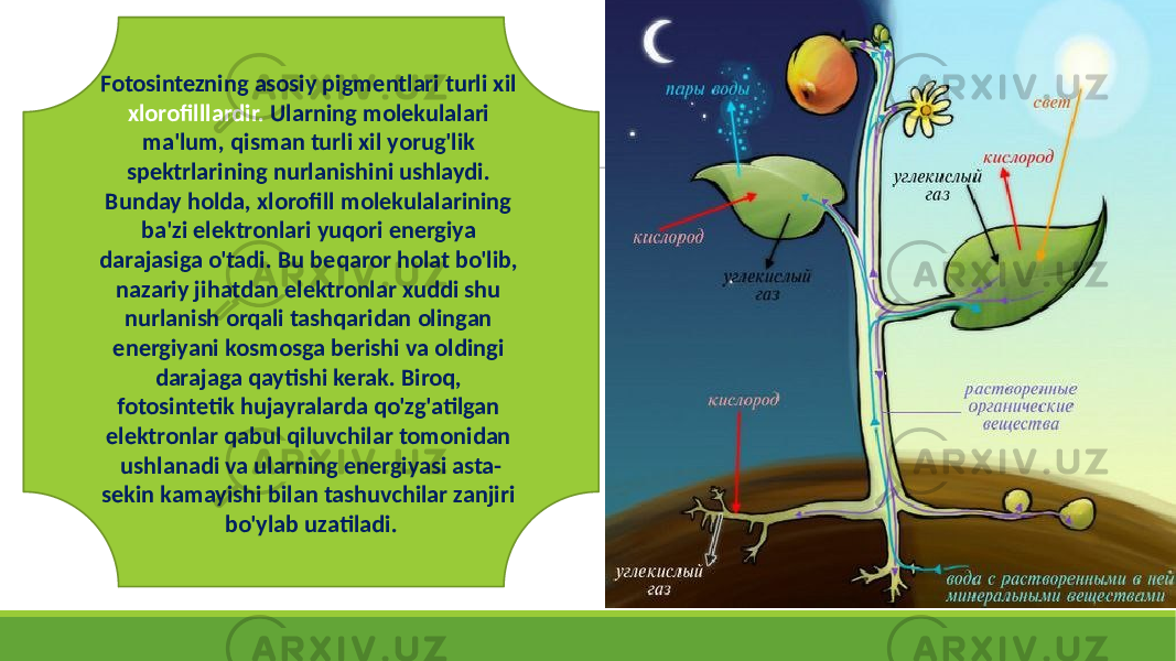 Fotosintezning asosiy pigmentlari turli xil xlorofilllardir. Ularning molekulalari ma&#39;lum, qisman turli xil yorug&#39;lik spektrlarining nurlanishini ushlaydi. Bunday holda, xlorofill molekulalarining ba&#39;zi elektronlari yuqori energiya darajasiga o&#39;tadi. Bu beqaror holat bo&#39;lib, nazariy jihatdan elektronlar xuddi shu nurlanish orqali tashqaridan olingan energiyani kosmosga berishi va oldingi darajaga qaytishi kerak. Biroq, fotosintetik hujayralarda qo&#39;zg&#39;atilgan elektronlar qabul qiluvchilar tomonidan ushlanadi va ularning energiyasi asta- sekin kamayishi bilan tashuvchilar zanjiri bo&#39;ylab uzatiladi. 