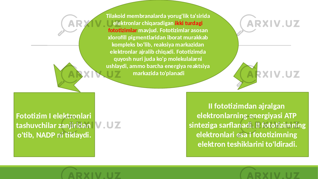 Tilakoid membranalarda yorug&#39;lik ta&#39;sirida elektronlar chiqaradigan ikki turdagi fototizimlar mavjud. Fototizimlar asosan xlorofill pigmentlaridan iborat murakkab kompleks boʻlib, reaksiya markazidan elektronlar ajralib chiqadi. Fototizimda quyosh nuri juda ko&#39;p molekulalarni ushlaydi, ammo barcha energiya reaktsiya markazida to&#39;planadi Fototizim I elektronlari tashuvchilar zanjiridan o&#39;tib, NADP ni tiklaydi. II fototizimdan ajralgan elektronlarning energiyasi ATP sinteziga sarflanadi. II fototizimning elektronlari esa I fototizimning elektron teshiklarini to&#39;ldiradi. 